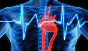 Whoever, so having rare longevity mutations can be protected against cardiovascular disease.
