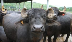 18 Buffaloes of Himachal gujjar Family died after Drink contaminated water in Sangrur, seven critical