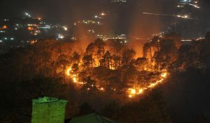 Dial “1077” for Forests fire