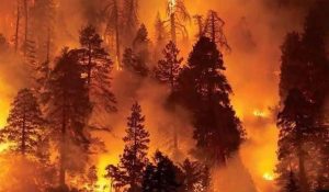 Himachal: Forests fire leads to spike in respiratory patients