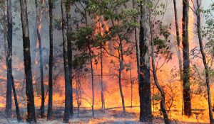 HP: Forests from Shimla to Chamba Blaze Fiercely; Incidents Double Compared to Last Year