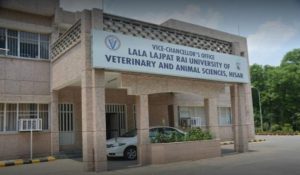 Haryana: Veterinary Surgeon Recruitment Date Release
