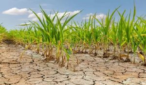 Torrid heat will impact badly on the economy of India