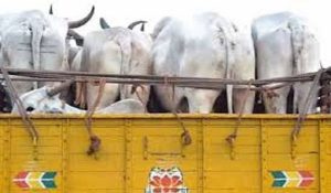 Truck full of cows recover in Kullu, Police arrests driver
