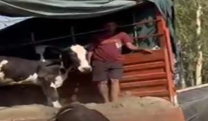 Cow smuggle bid: truck intercepts in Ambala