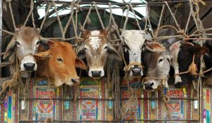 17 cows recovers from a truck in Faridabad