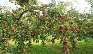 Himachal: Compensation now available for snowfall damage; Preparations to add apple horticulture under insurance