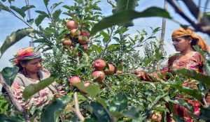 Good news for Himachal apple growers, minimum import price of apple fixed at Rs 80, notification awaited
