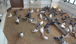 Heat in Gurugram causes horrible situation for vulnerable birds
