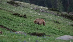 Survey team’s disclosure, Musk deer, Brown bear and Ibex roams in Bharmour