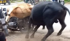 Bull jumps onto car, Glass shatters causes injury to eyes