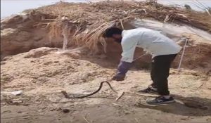 Woman dies of snake bite in Fatehabad