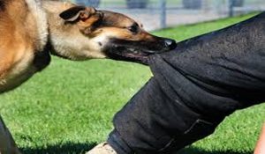 FIR lodges in Rohtak: Dog bite incident