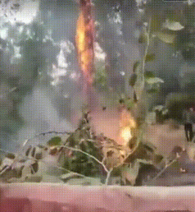 Lightning strikes plants nursery in Hisar; tree near Matka Chowk burnt to ashes