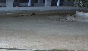 Leopard terror in Gurugram, seen in CCTV of Gaushala in Tikli village