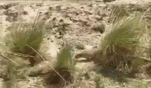 “Leopard Sighted in Haryana, Area Evacuated”