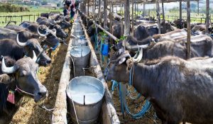 Huge shortage Milk supply being sold at Rs 65 per liter