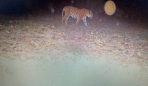Video of tiger take away priest’s duck video surfaces in Haryana