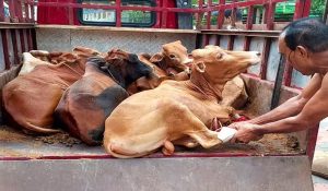 Municipal council employee arrest with cow meat in Sirsa