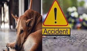 Karnal residents clash over dog-car collision, sparks dispute