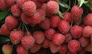 Sullah: Production of litchi takes hit due to harsh weather