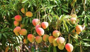 Batch of 40 thousand fruit plants reach Hamirpur, 3 varieties of mango plants to be available at govt rates