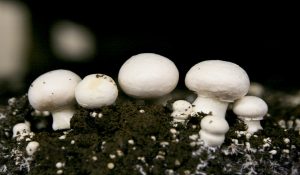In Himachal Pradesh family of 5 persons hospitalized after consuming wild mushrooms