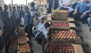 Royal apple reach Himachal’s mandis, sold at Rs 2800 per box