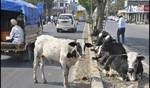 Himachal News: People troubled by stray animals in Nalagarh, raise demands from administration