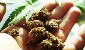 Himachal Police seizes 3 kg of Cannabis and 2 lakh rupees in cash in Paonta