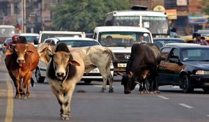 Kurukshetra cracks down on animal abandonment: New meausres and penalties unveiled