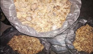 Haryana: Safidon Crime Investigation Agency arrests 2 accused with poppy pod and poppy husk