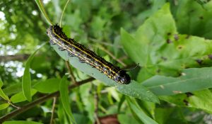 Pink Caterpillar Alert: Department issues advisor, assures farmers of control measures