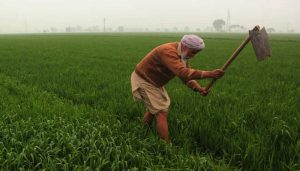 Showers of rain boon for crops in Haryana, farmers’ face lit up with happiness