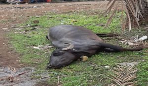 Buffalo dies from electric shock in Jind, electricity corportation fails to repair transformer after complaint