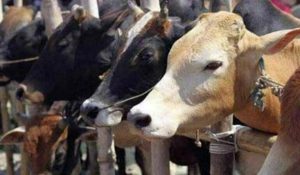 Faridabad: Dozen cows found dead on road, Police launch investigation