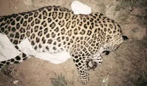 Haryana: Leopard crushed to death by Truck in Panchkula