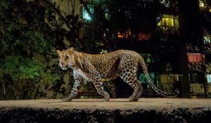 Leoprad spotted in roaming Una residential area, rescues by forest department and relocate to Zoo