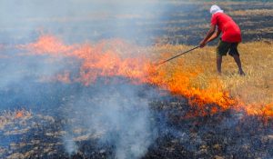 Strict action to be taken against government employees found indulging in stubble burning