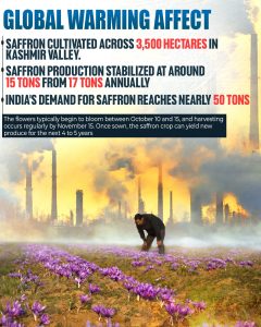Global warming affect, Saffron in peril: Climate change threatened Kashmir valleys golden harvest