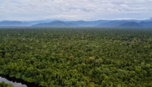 When forests start breathing out