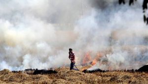 Punjab Stubble burning: Daily numbers of past three years crossed, 1251 farm fire cases reported