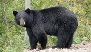 Black Bear attacks elderly man in Rampur, suffers serious injuries