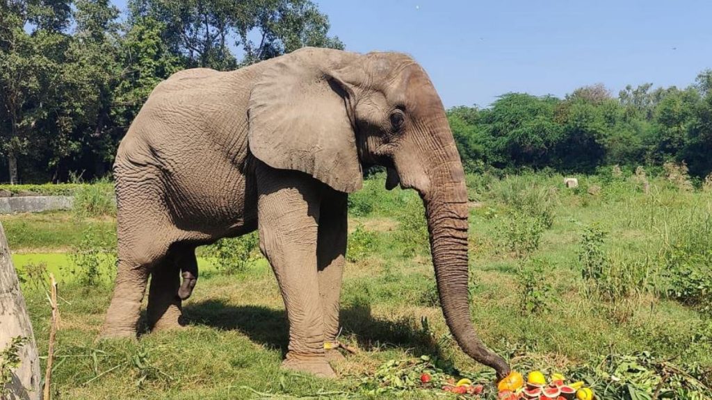 Union Minister Of State Kirti Vardhan Singh's Efforts Pay Off As African Elephant 'Shankar' Roams Free in Enclosure