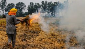 Punjab: More than 400 incidents of stubble burning on Sunday, AQI dips further