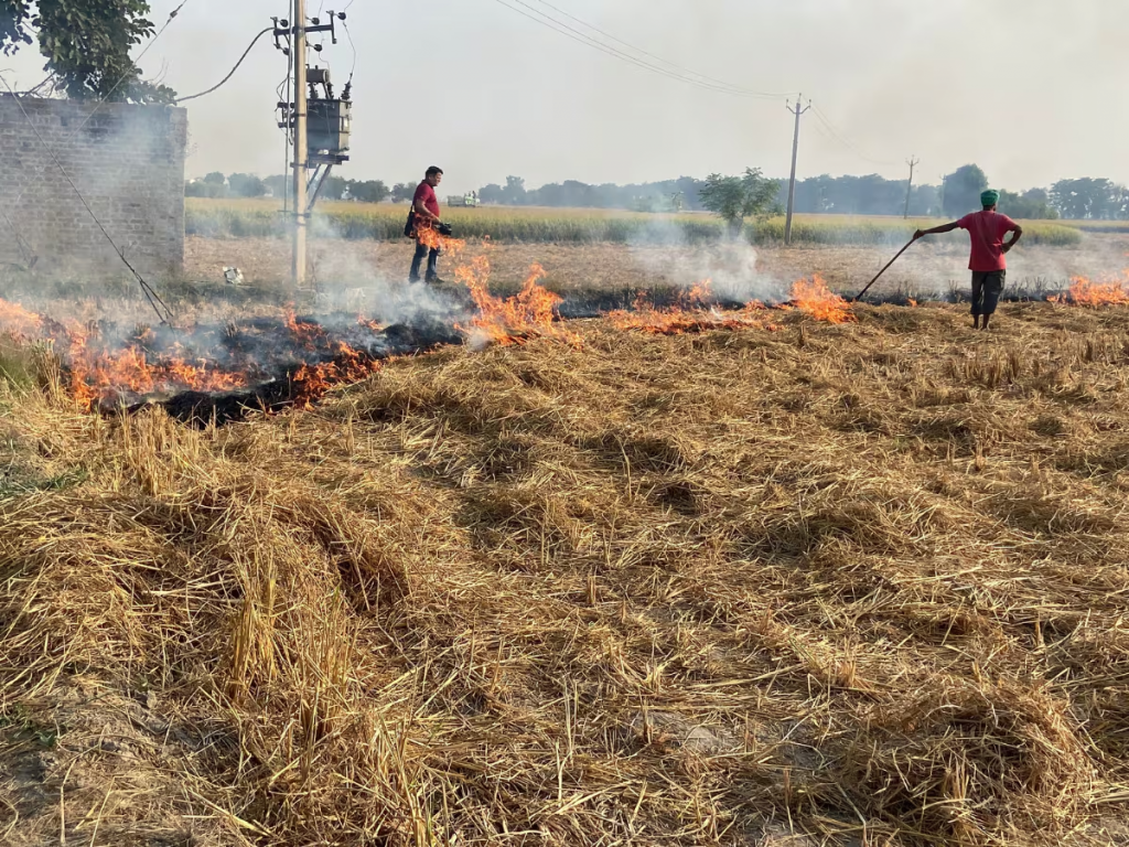 Stubble burning incidents reported in Punjab, Haryana despite SC's criticism