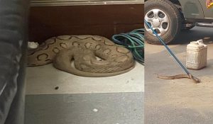 Snake of dangerous species found in Haryana Vidhan sabha