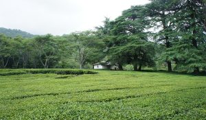 Effect of less rainfall: Tea production decreases in Dharamshala, industry suffers major loss