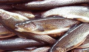 HP Govt imposes 4 month ban till February 28 on trout fishing