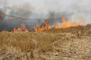 Haryana: 32 farmers booked for stubble burning in Yamunanagar so far